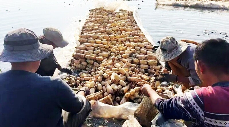 徐州丰县:“莲”通致富路 “藕”遇丰收季