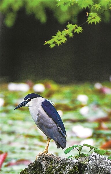 水脉环绕生态兴 绿意共生润杭城