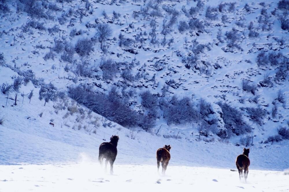胡虎虎：风雪牧道映初心