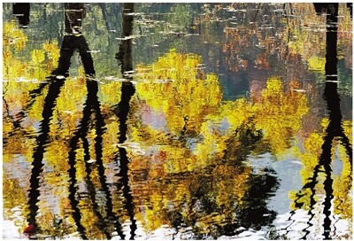 叶色斑斓 “油画”西湖