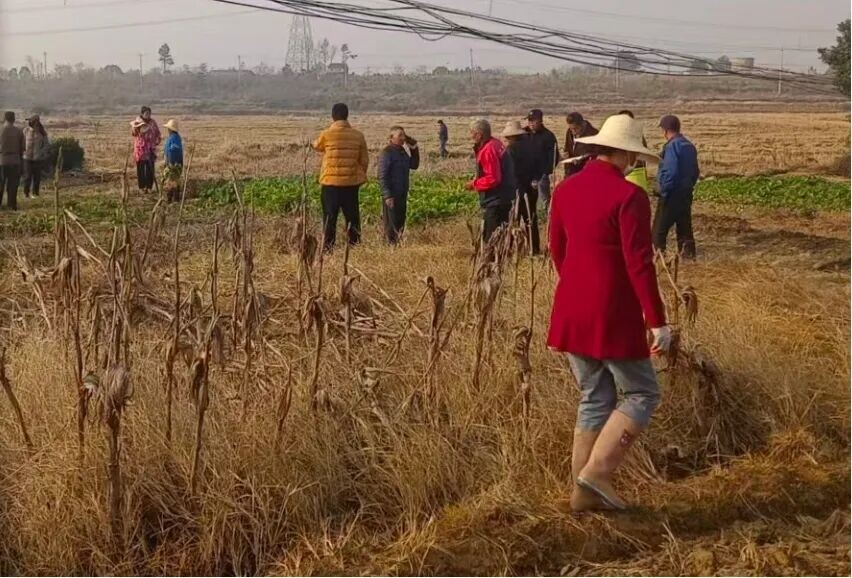 周潭镇:高标改造点亮希望的田野