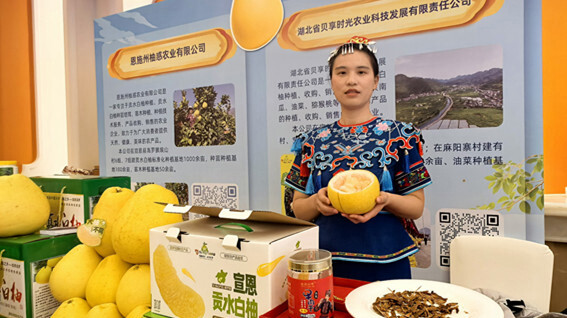 浪漫宣恩,“柚”见西湖!“贡水白柚”再续杭恩合作情缘