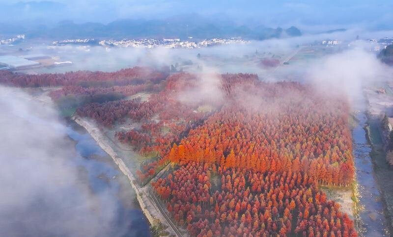 初冬红韵出圈!汾口红星村水上森林迎最佳观赏期
