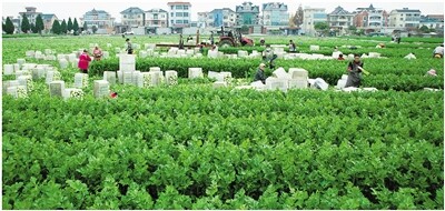 丰富“菜篮子” 充足“钱袋子”