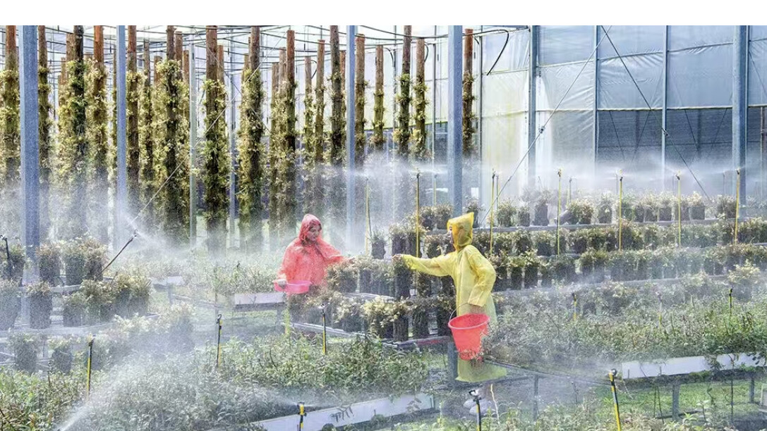 新增16種省道地藥材！龍泉加快打造浙西南特色中藥材產(chǎn)業(yè)高地