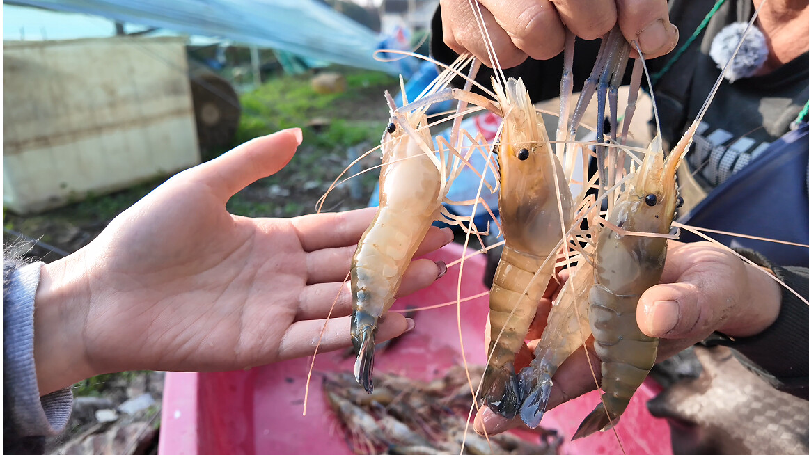 錯峰上市效益提升40%！平湖羅氏沼蝦實現“一年三茬”養(yǎng)殖