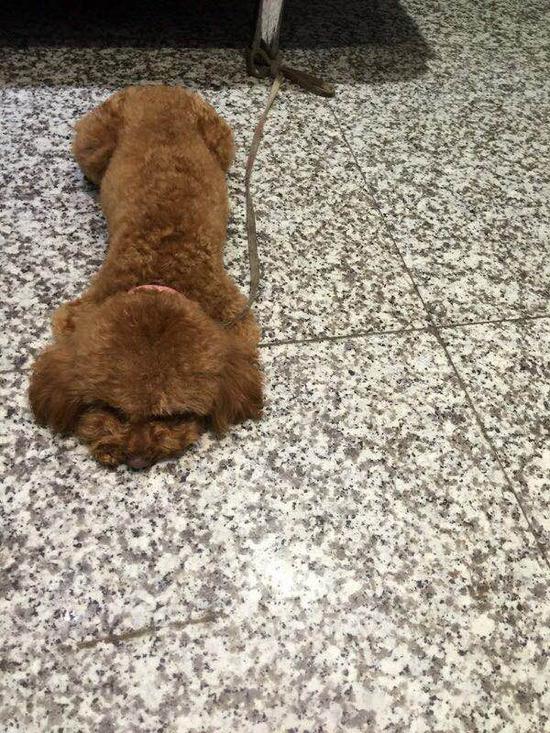 泰迪犬生前照片陳芷欣供圖