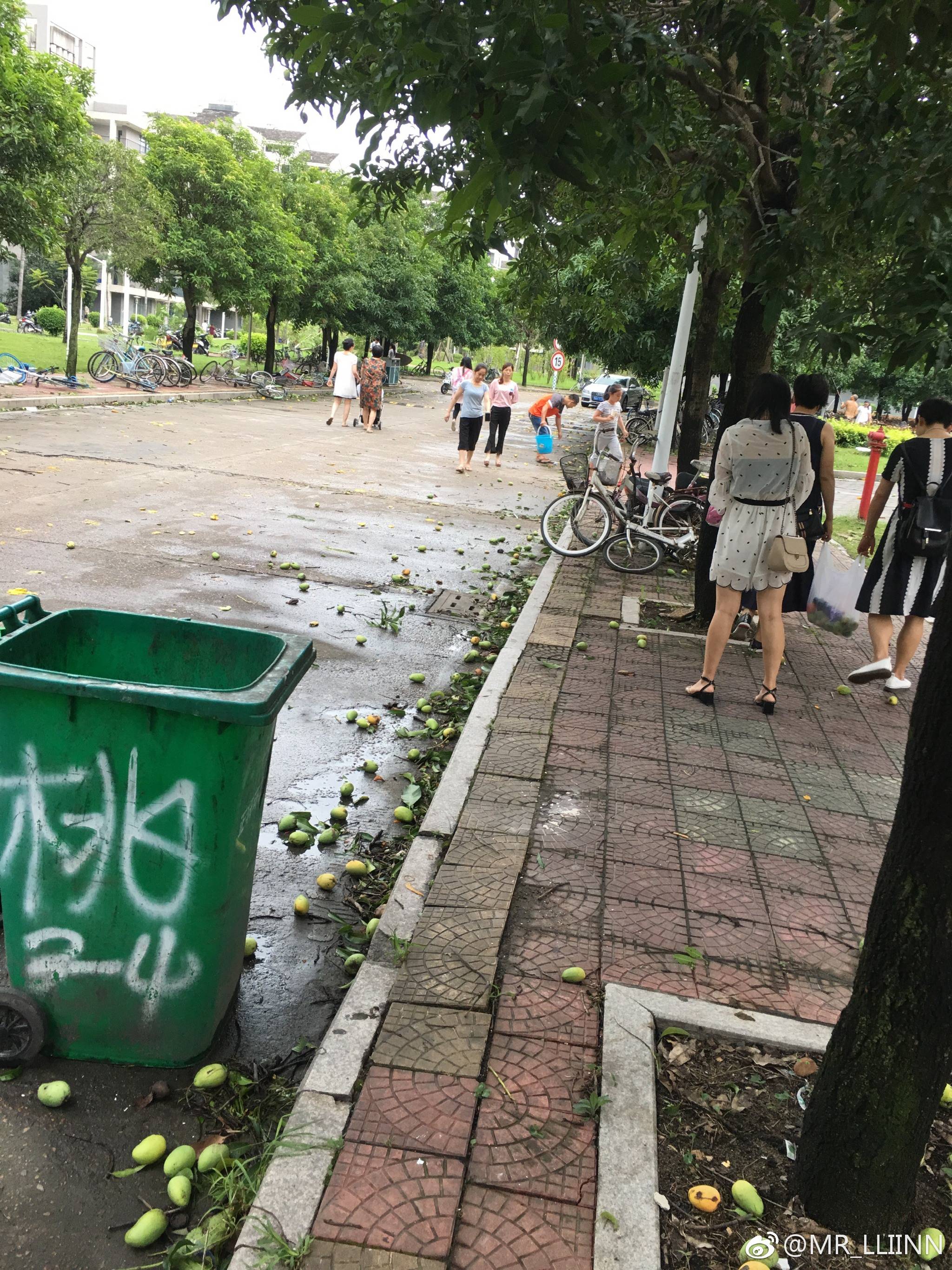 臺風(fēng)瑪莉亞登陸福建 市民拿麻袋上街撿吹落芒果