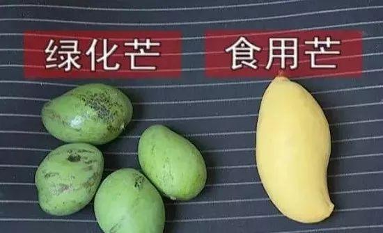 臺風(fēng)瑪莉亞登陸福建 市民拿麻袋上街撿吹落芒果
