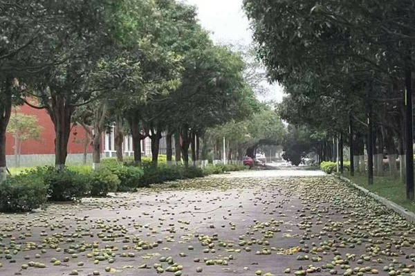 臺風(fēng)瑪莉亞登陸福建 市民拿麻袋上街撿吹落芒果