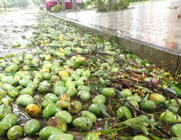 台风玛莉亚登陆福建 市民拿麻袋上街捡吹落芒果