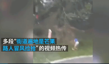 臺風(fēng)瑪莉亞登陸福建 市民拿麻袋上街撿吹落芒果