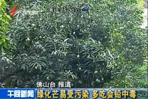 臺風(fēng)瑪莉亞登陸福建 市民拿麻袋上街撿吹落芒果