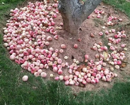 臺風(fēng)瑪莉亞登陸福建 市民拿麻袋上街撿吹落芒果