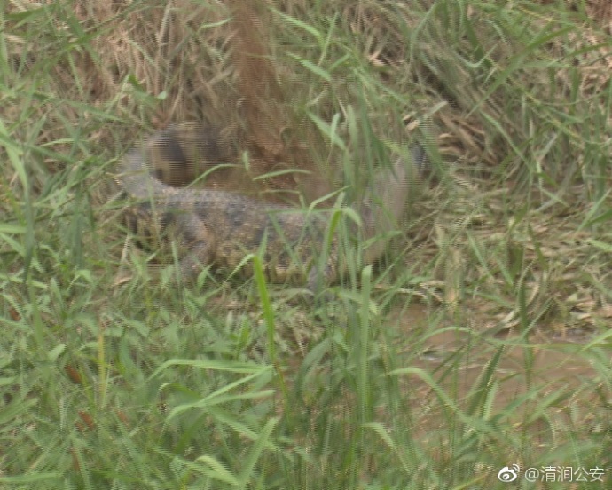 陕西一条2米长鳄鱼逃入河道藏匿 后被警方击毙