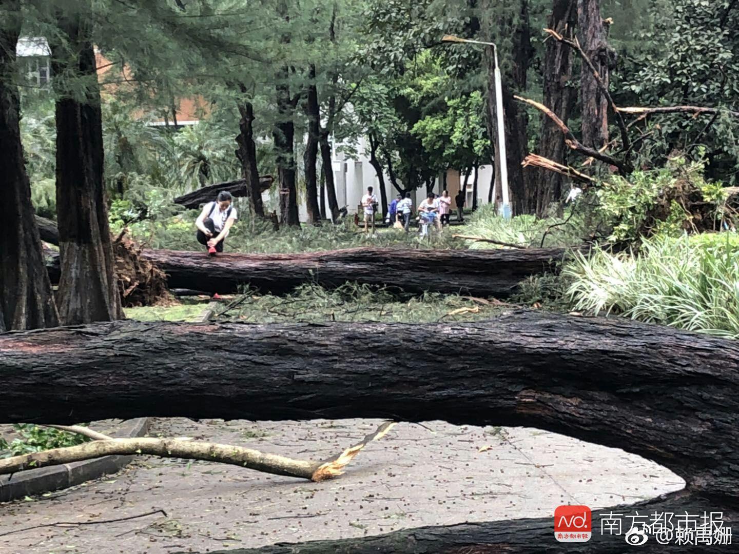 广东高校遭山竹扫荡 老师:穿过森林才能到办公室