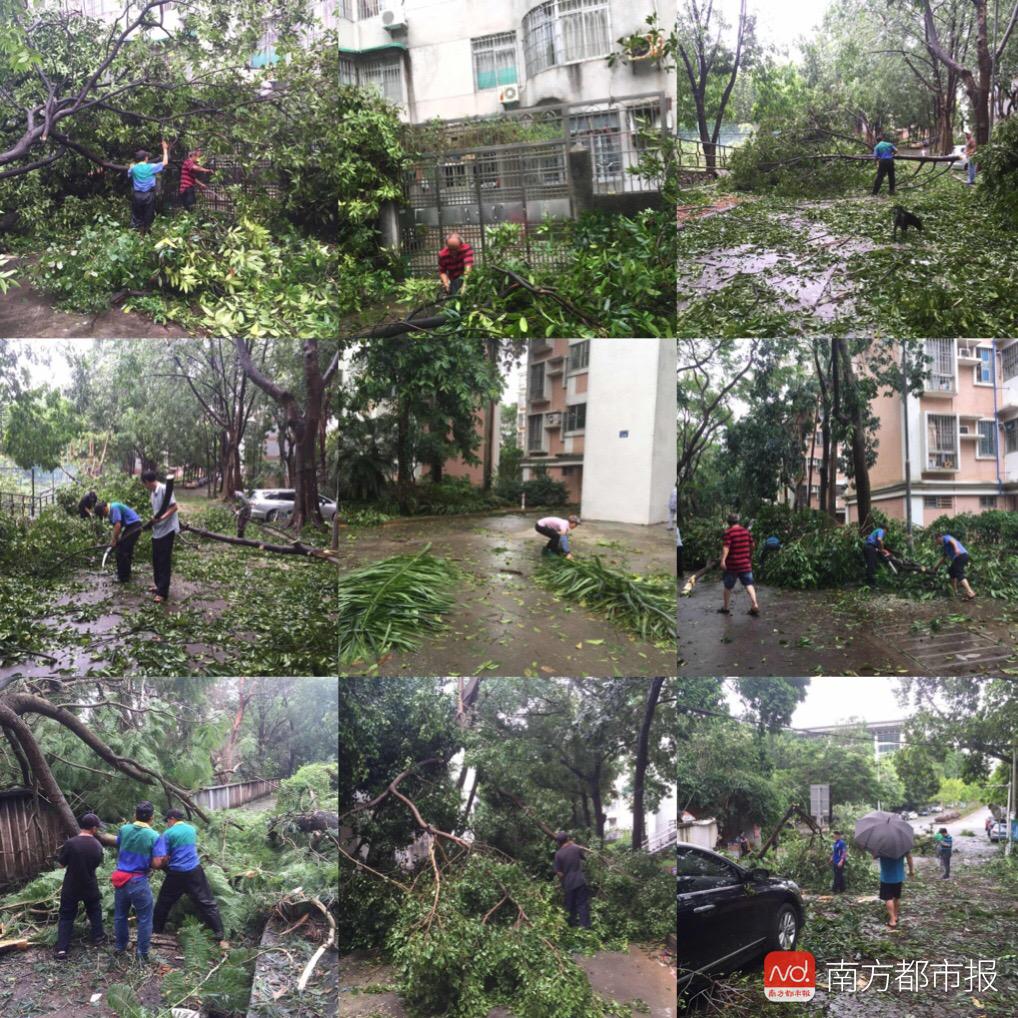 广东高校遭山竹扫荡 老师:穿过森林才能到办公室