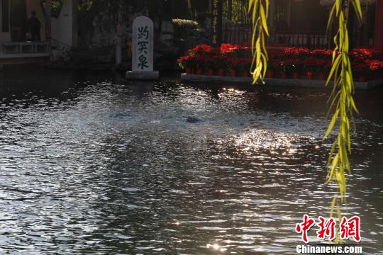 10月11日15:00，趵突泉實時地下水位為28.62米，三股水噴涌有力?！O婷婷 攝