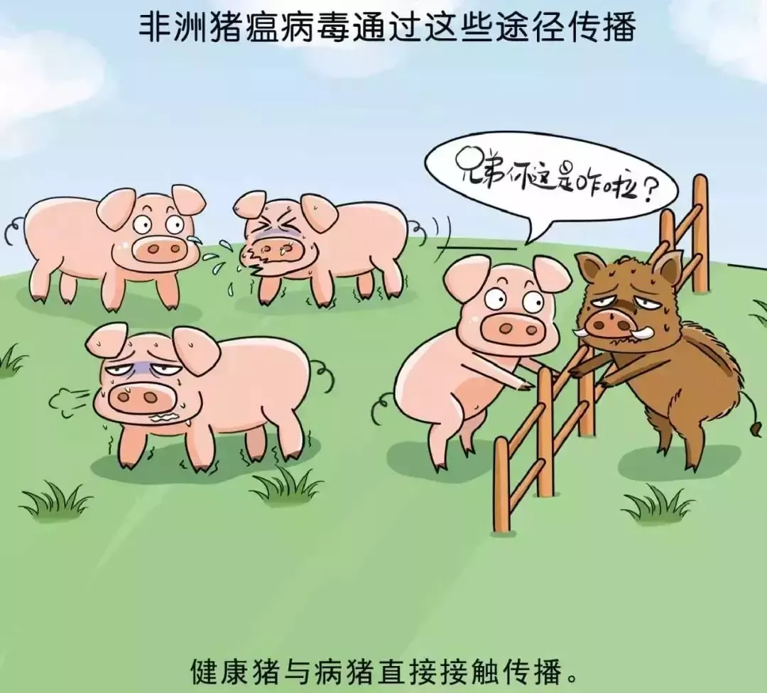 貴州省凱里市暫時(shí)關(guān)閉全市所有生豬交易市場