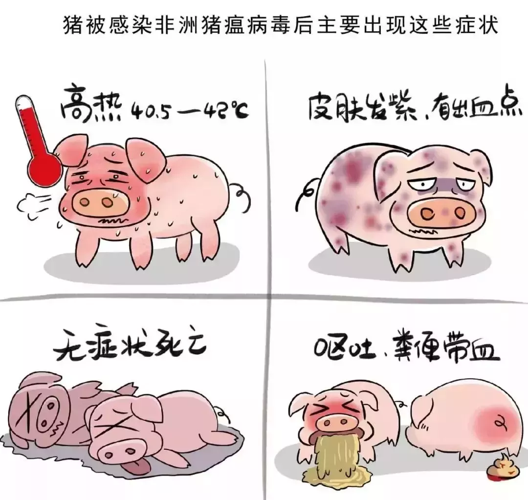貴州省凱里市暫時(shí)關(guān)閉全市所有生豬交易市場