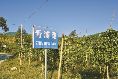 上海干部把魚米之鄉(xiāng)“農(nóng)業(yè)經(jīng)”帶到滇西熱區(qū)助力脫貧