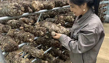 浙江衢州：“小菌菇”助农迈上共富大舞台