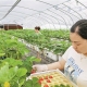 科技人才双赋能 杭州建德草莓四季“不断更”