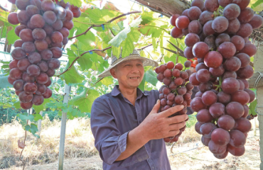 常州武进区：日均向上海销售葡萄5万千克