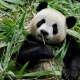 新加坡出生的大熊猫“叻叻”将于12月返回中国
