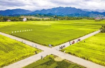 衢州柯城：多管齐下促增收 和美乡村加速跑