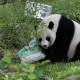 外交部回应三只旅美大熊猫12月底前回国一事