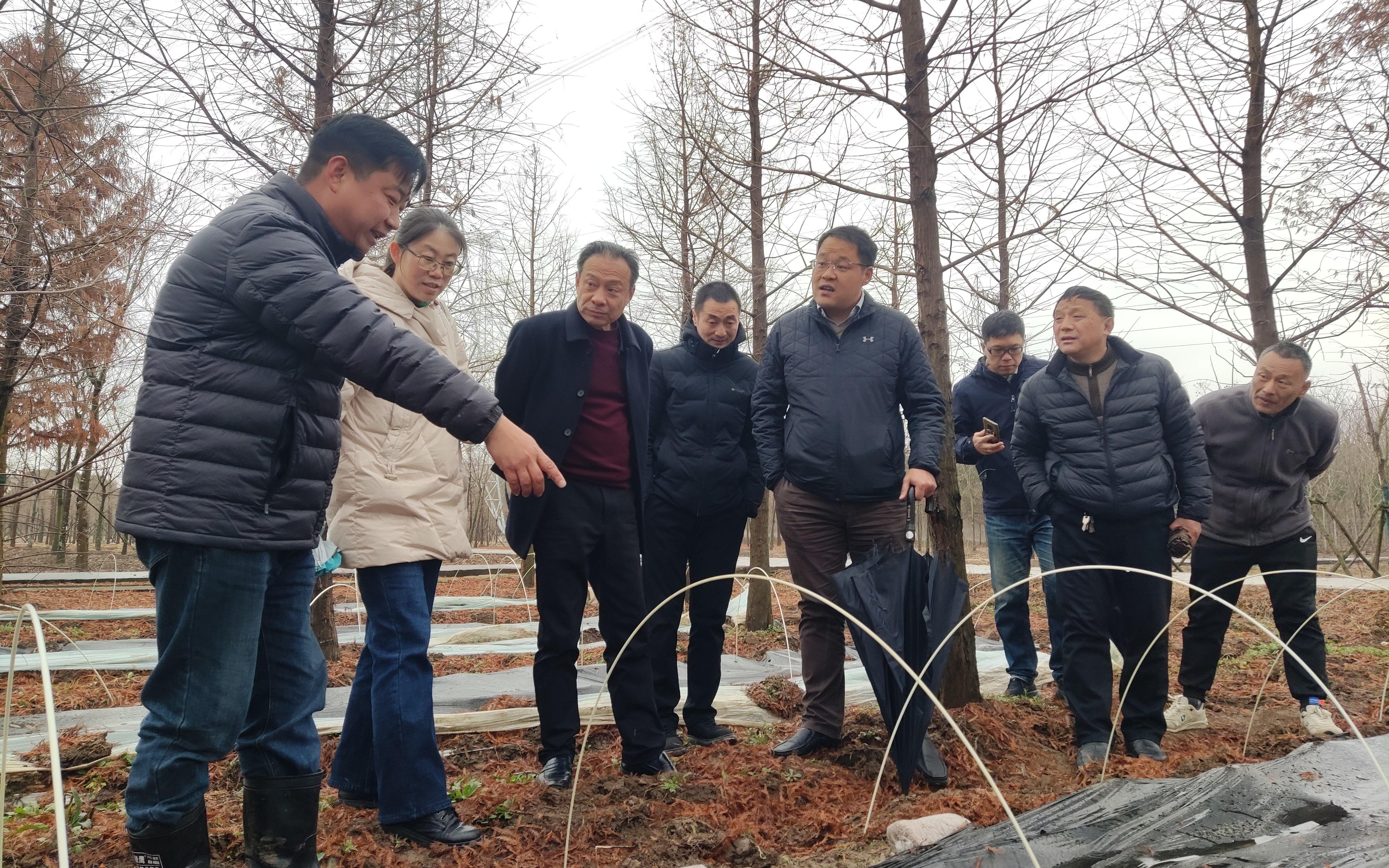 “生态岛生出致富菌”-市林业总站赴崇明区新村乡调研林下种植试验进展1.jpg