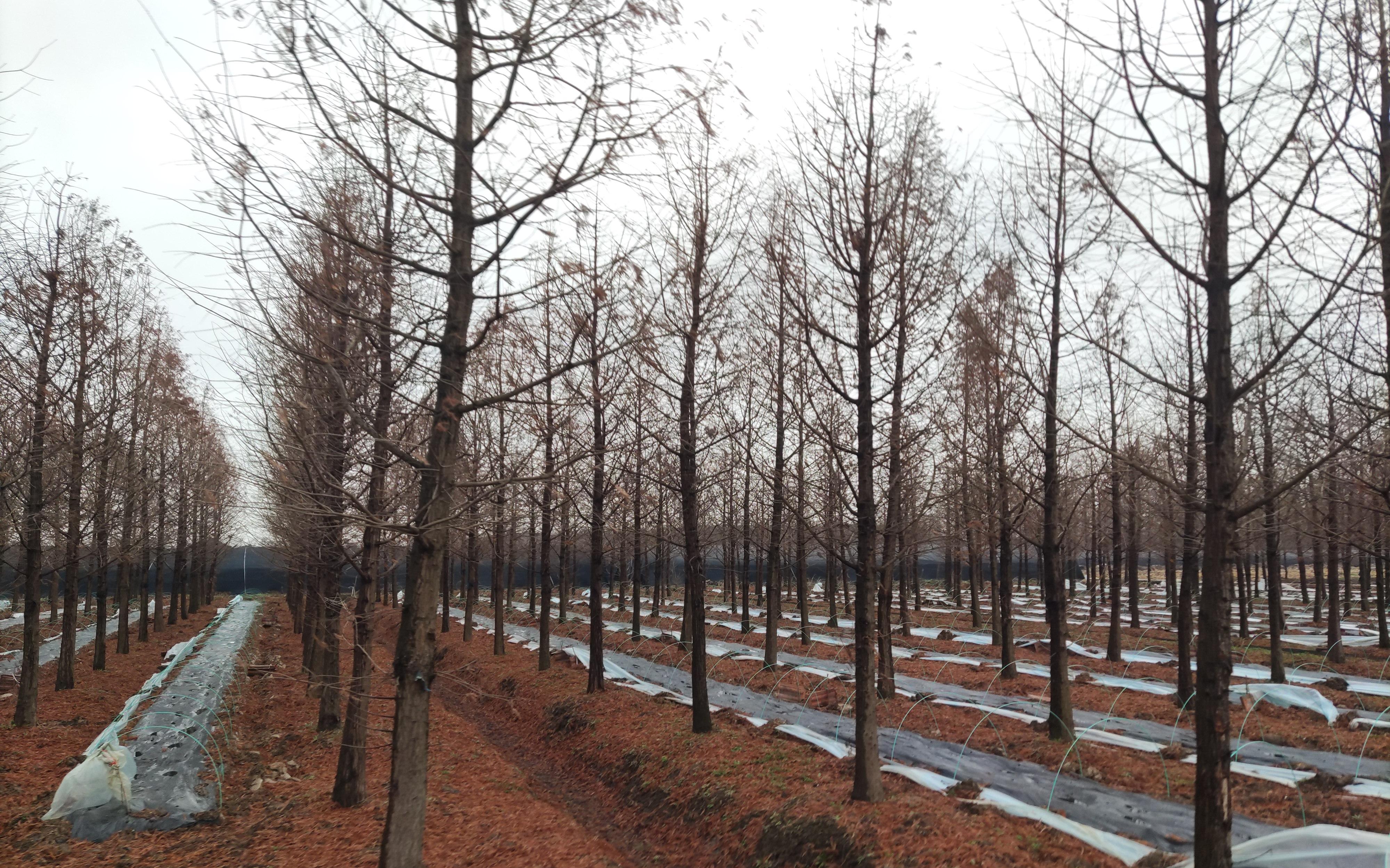 “生态岛生出致富菌”-市林业总站赴崇明区新村乡调研林下种植试验进展2.jpg