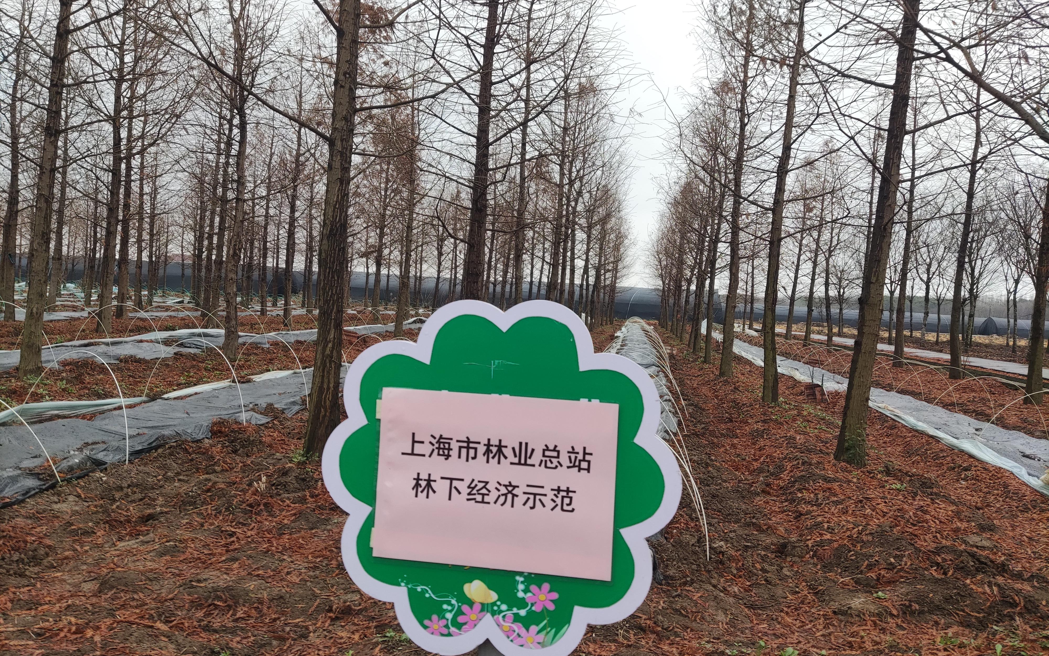 “生态岛生出致富菌”-市林业总站赴崇明区新村乡调研林下种植试验进展3.jpg