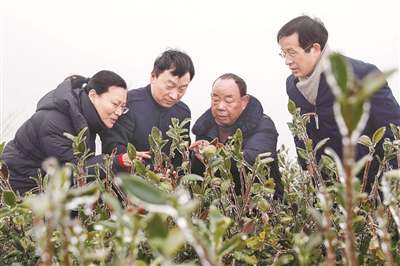 农技人员查看茶树受冻情况。（.jpg