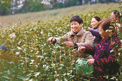 茶农在采摘茶叶。.jpg