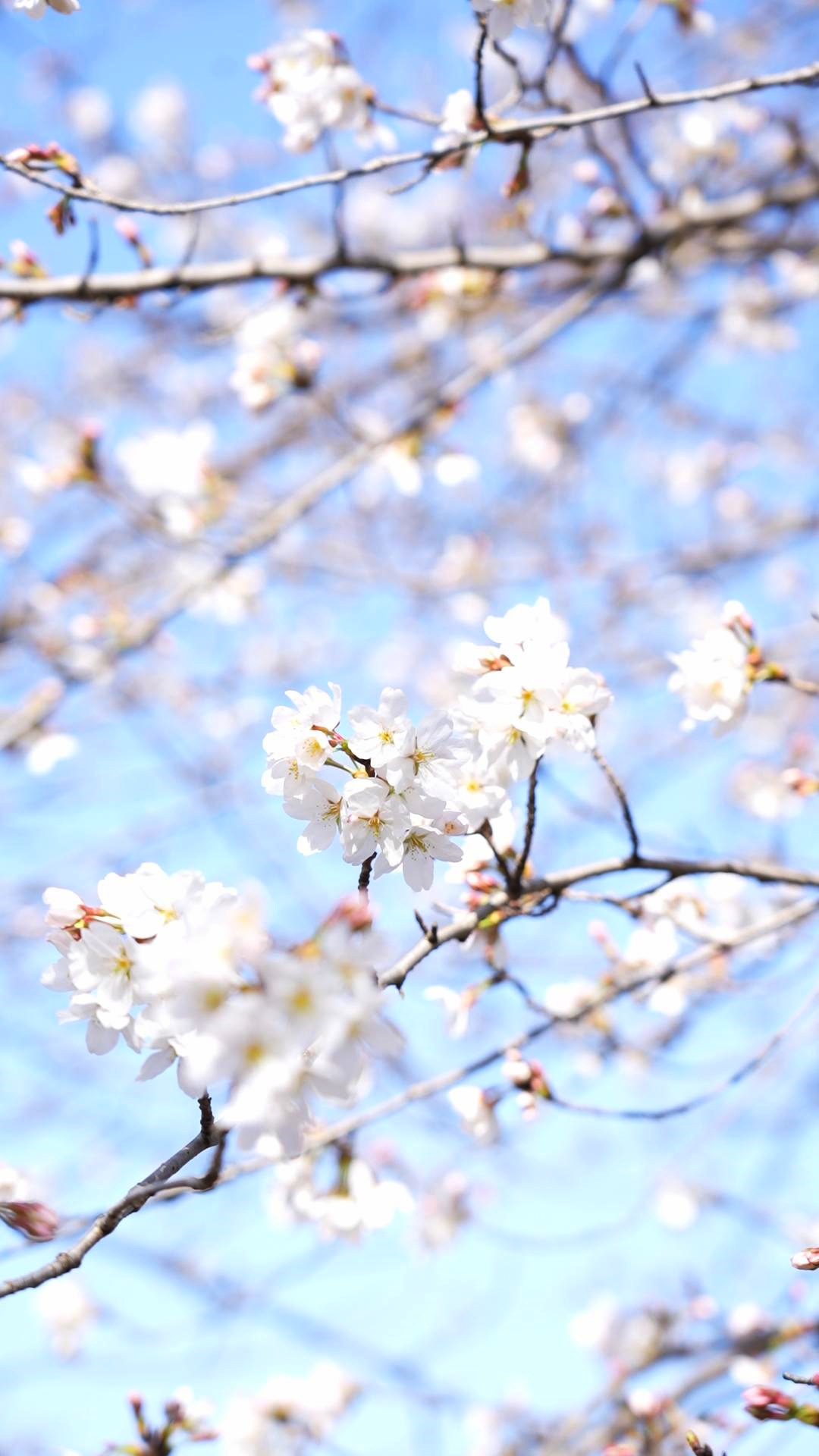3月23日，植物園櫻花盛開(kāi)。