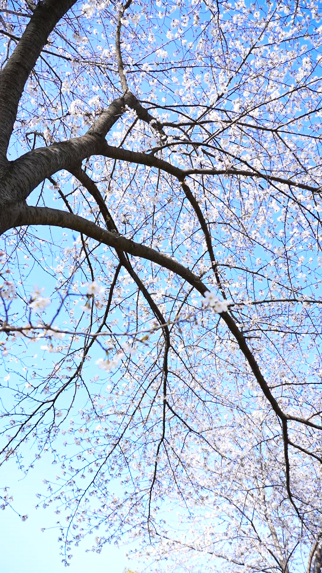 3月23日，植物園內(nèi)大片染井吉野正值盛放期。