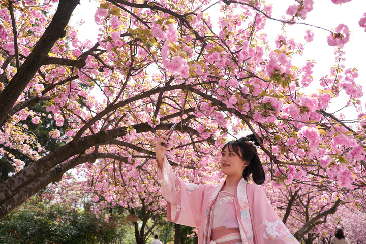 身穿漢服的學(xué)生在櫻花樹下賞櫻。
