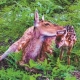清凉峰保护区喜迎龙年首只“鹿宝宝”