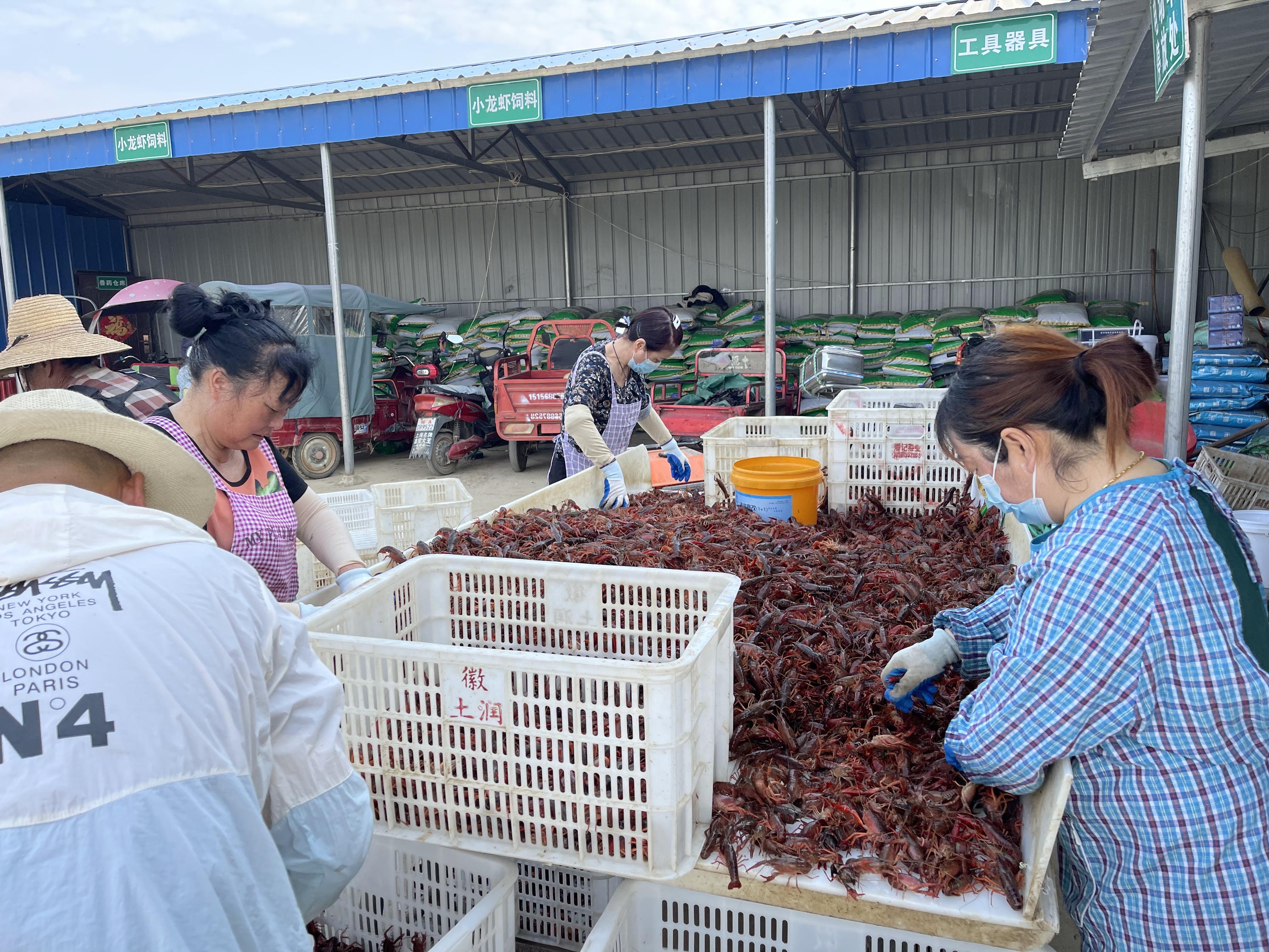 从小龙虾到大产业 合肥龙虾火力全开