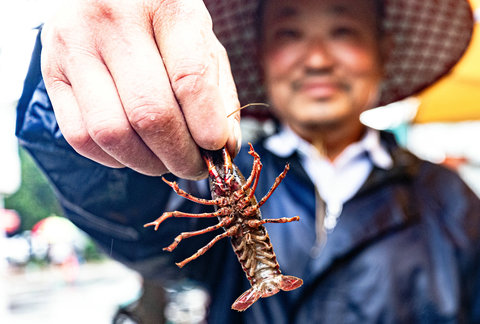 肥東縣石塘鎮(zhèn)，養(yǎng)殖戶展示自己飼養(yǎng)的小龍蝦。羅祥勇 攝