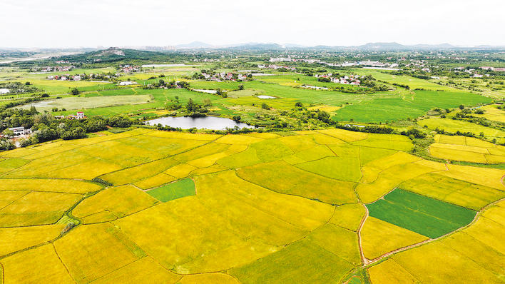 7月17日，在庐江县乐桥镇檀巷村，田野里黄熟的早稻与正在生长的中、晚稻交相辉映，在丰沃的大地上描绘出一幅夏日丰收画卷。通讯员 巢志斌 摄