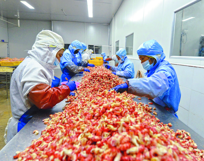巢湖市大鑫食品有限公司的工人们正在挑选虾仁。