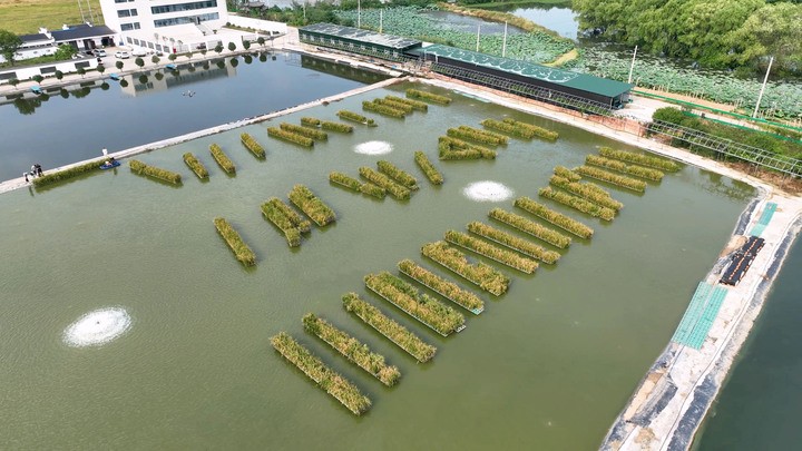 9月26日，在合肥桃林水乡黑鱼生态养殖开发有限公司的养殖基地内，一块块绿色的浮床上种满了水稻，漂浮在水面上。