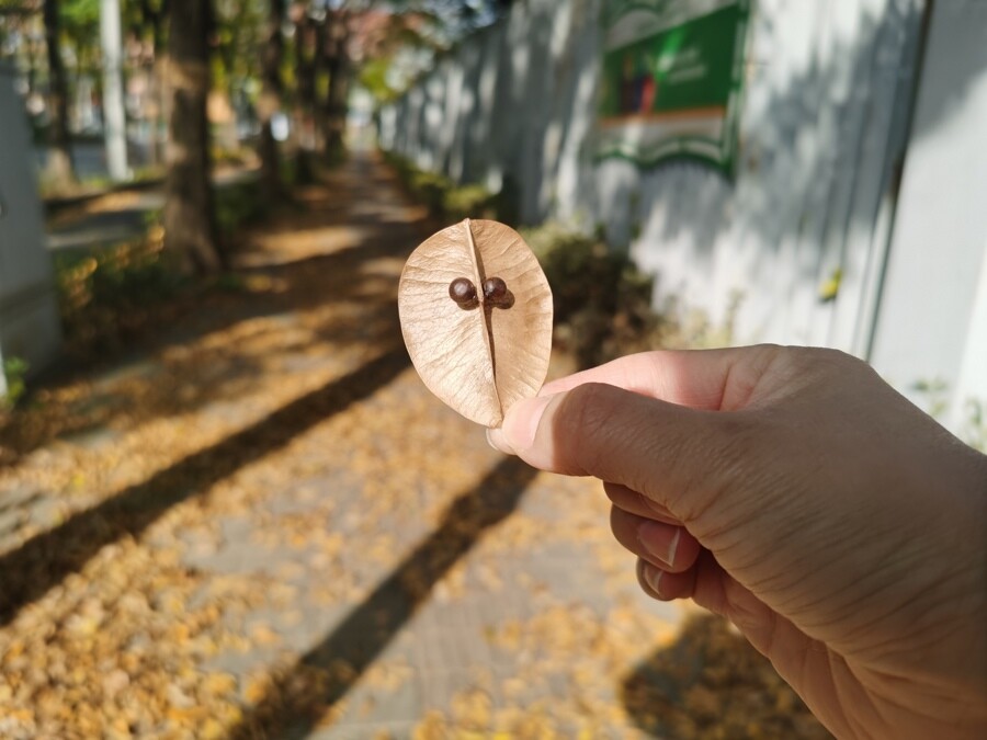 這片帶著果實(shí)的欒樹果皮酷似猴臉。欒樹果形似燈籠，又稱燈籠果。陳璽撼 攝.jpg