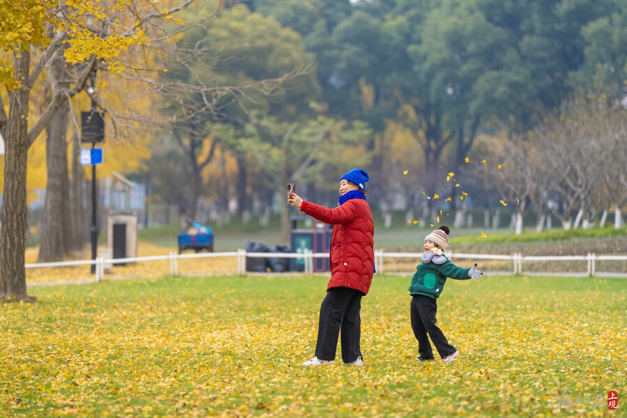 冬日上海世紀公園內(nèi)遍地金黃，引游人紛紛踏足賞葉.jpg