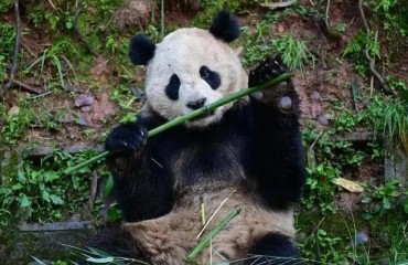 外交部介绍中美新一轮大熊猫保护合作相关情况
