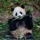外交部介绍中美新一轮大熊猫保护合作相关情况