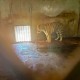 安徽阜阳回应动物园“20只东北虎之死”：成立调查组全面调查